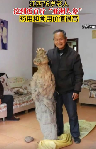 老人挖到近百斤“亚洲人参”：药用和食用价值很高，全身都是宝 ！-第1张图片