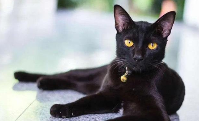 最好看的短毛猫品种是什么(世界十大最好短毛猫品种图片)-第2张图片 最好看的短毛猫品种是什么(世界十大最好短毛猫品种图片)-第2张图片