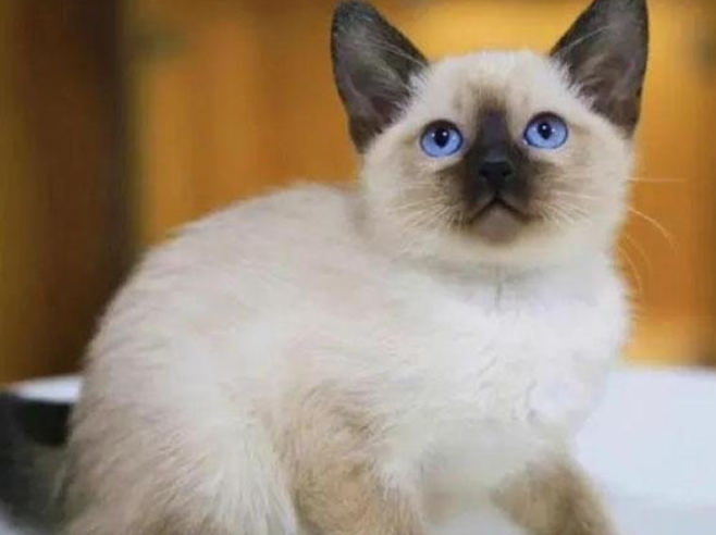 最好看的短毛猫品种是什么(世界十大最好短毛猫品种图片)-第1张图片 最好看的短毛猫品种是什么(世界十大最好短毛猫品种图片)-第1张图片