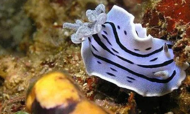 像外星生物的动物有哪些(十大像外星生物的动物图片)-第1张图片 像外星生物的动物有哪些(十大像外星生物的动物图片)-第1张图片