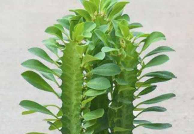 有毒的多肉有哪些(世界有毒多肉植物品种)-第1张图片 有毒的多肉有哪些(世界有毒多肉植物品种)-第1张图片