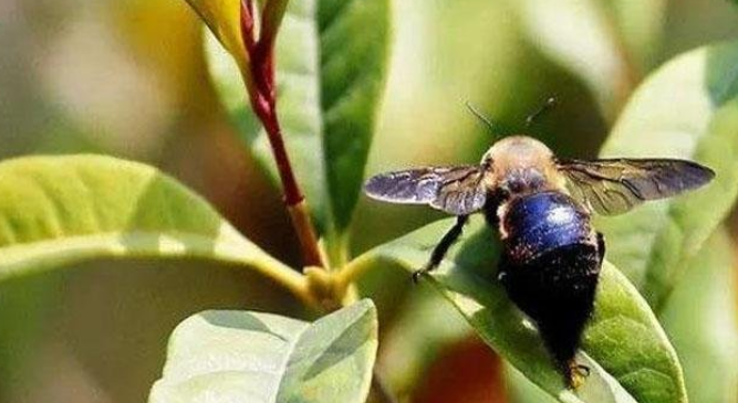世界上最大的蜂类有多大(世界最大的蜂是什么蜂)-第2张图片 世界上最大的蜂类有多大(世界最大的蜂是什么蜂)-第2张图片