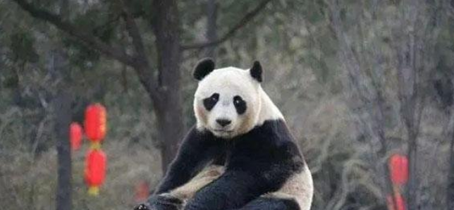 世界上最珍贵的动物是什么?-第4张图片 世界上最珍贵的动物是什么?-第4张图片