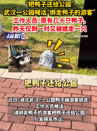 公园喊话游客把绑走的鸭子还回来：原有几十只，昨天仅剩的一对又被掳走一只 ！-第1张图片