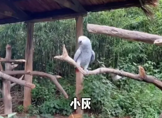 游客在动物园被鹦鹉骂了 ！工作人员回应：之前也有游客发现过类似情况，目前也在努力矫正 ！-第1张图片