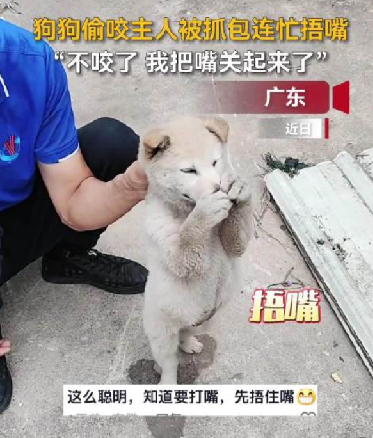 狗狗偷咬主人被抓包急忙捂嘴 ！​网友：小狗防住了一个大嘴巴子 ！-第1张图片
