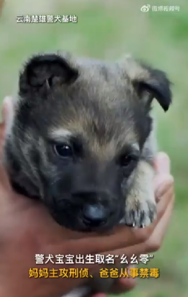 警犬父母生下幼犬取名110：它将在3个月大时踏入“警校”课堂 ！-第1张图片