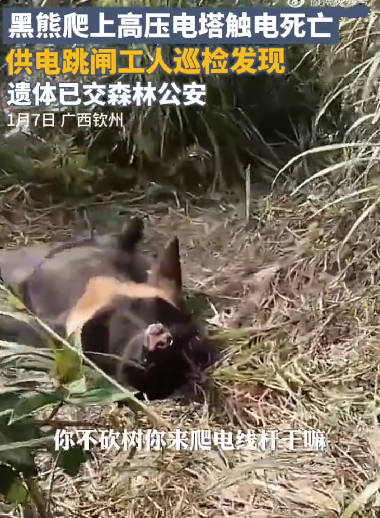 黑熊爬上高压电塔触电死亡： 遗体已交森林公安 ！-第1张图片