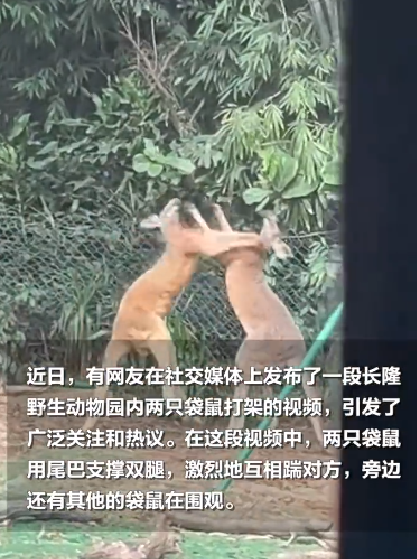 广州一动物园两只袋鼠对打到飞起：旁边还有其他的袋鼠在围观 ！-第1张图片