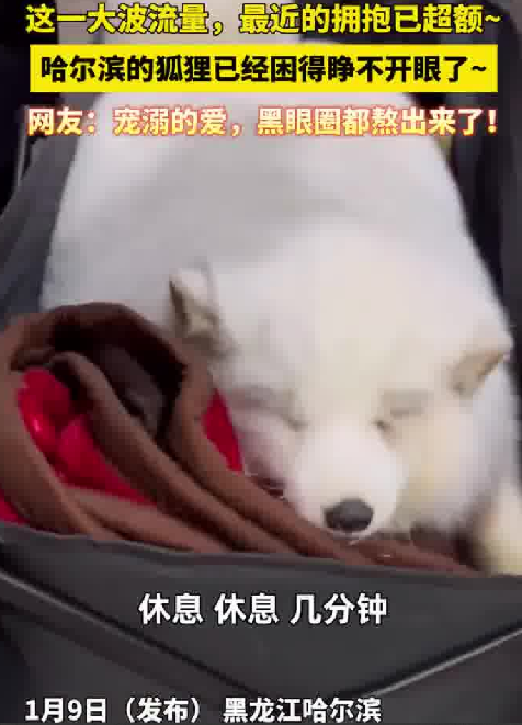 哈尔滨的白狐已经熬出黑眼圈：最近的拥抱已超额了！-第1张图片