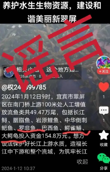 往长江放生鳄雀鳝?宜宾辟谣：谣言，放流的是长江鲟等珍稀鱼类 ！-第1张图片