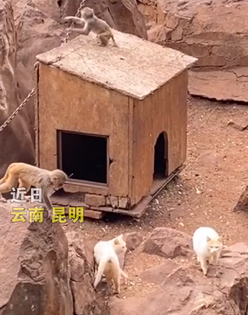 昆明动物园回应猴群与流浪猫共处：游客违规投喂致猴山鼠患 请流浪猫入住捕鼠 ！-第1张图片