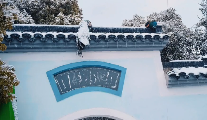 武汉暴雪两只孔雀被冻在墙顶：已被成功救下 !-第1张图片