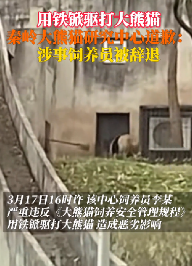 秦岭大熊猫研究中心致歉：饲养员用铁锨驱打大熊猫已被辞退 ！-第2张图片