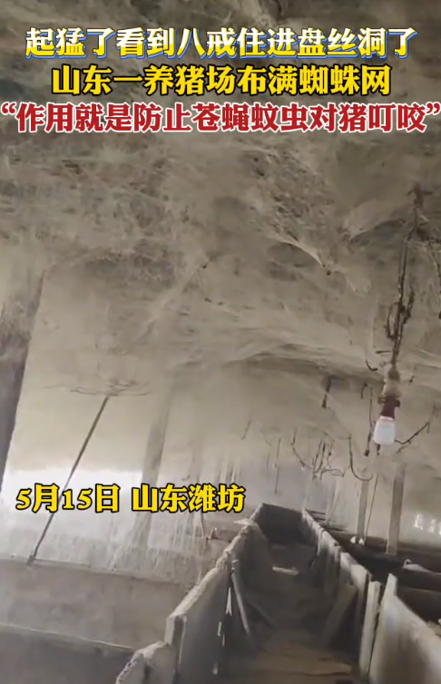 养猪场花10余年布满蜘蛛网“盘丝洞” 老板：这是在省药费 ！-第1张图片