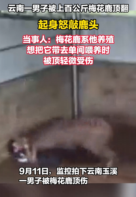 男子被上百公斤梅花鹿顶翻 起身怒敲鹿头 当事人：被顶轻微受伤 !-第1张图片