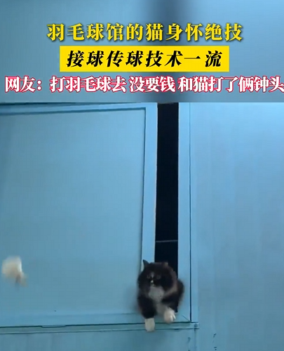 球馆流浪猫成专业技术陪练 网友：打羽毛球没要钱 和猫打了俩钟头 ！-第1张图片